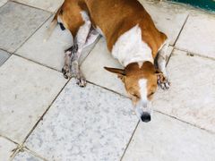 -ခြောက်ထပ်ကြီးရွှေသာလျောင်းဘုရားကြီး