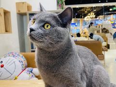 -藏猫猫咖啡主题馆(中央大道店)