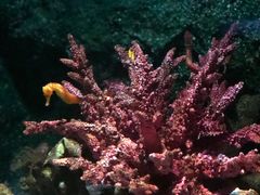 -暹罗海洋世界