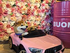 -百好乐宠物友好餐厅(朝外大街店)