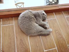 -猫友咖啡店(玉林西路店)