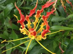 -广州神农草堂中医药博物馆