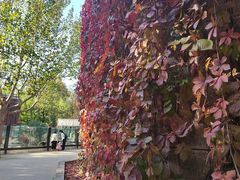 -北京动物园-畅观楼