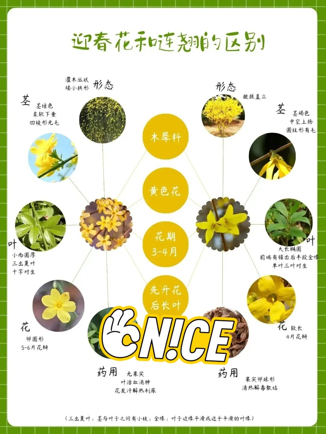 迎春花花瓣的描写图片