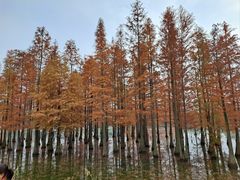 -白鹭湾湿地公园