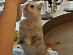 -飞行喵MR PILOT|猫舍·猫咖(静安大融城店)