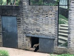 -都江堰中华大熊猫苑