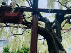 -嘉定紫藤园