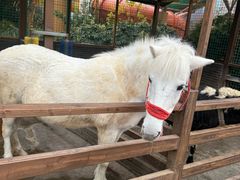 -杭州开元森泊度假乐园