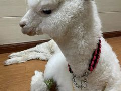 -北京观赏动物医院·24小时大型综合·猫专科·异宠专科