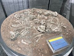 -房山世界地质公园博物馆