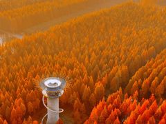 -黄海国家森林公园