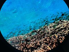 -贝林大翅鲸简餐厅(国家海洋博物馆店)