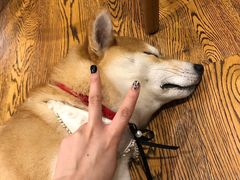 -柴务处·柴犬主题狗咖