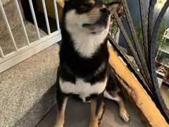 -喜柴咖啡·柴犬狗咖