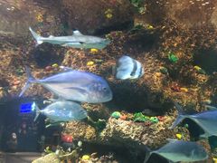 -沙沙哗啦海洋馆(华宇百花谷店)