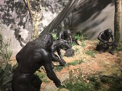 -北京周口店北京人遗址博物馆