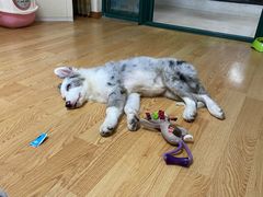 -翊宠yipet猫狗购宠庄园犬舍•猫舍