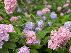 -上海滨江森林公园