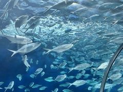 -上海海洋水族馆