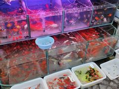 -曲阳花鸟市场(曲阳路店)