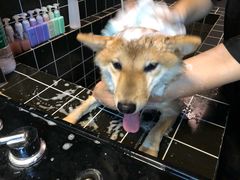 -Goku PET SHOP宠物视觉生活馆(双井店)
