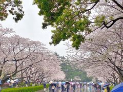 -武汉大学-樱园