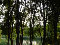 -大兴滨河森林公园