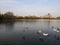 -莲花池公园