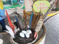 -广州长隆飞鸟乐园