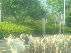 -雅鲁激流探险漂流