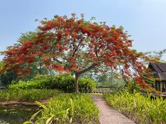 -中国科学院西双版纳热带植物园