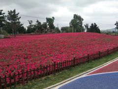 -羊亭河湿地公园