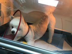 -安安宠医·臻爱宠物医院(簇锦北路分院)