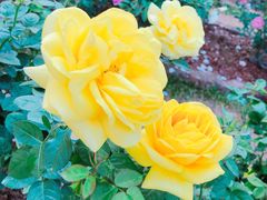 -人民公园(罗湖区)