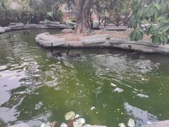 -灵玲国际马戏城