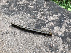 -碓臼峪自然风景区