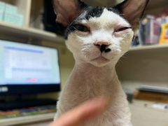 -义乌市派和宠物医院(贝村诊所)