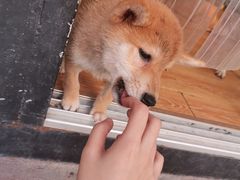 -柴犬高等学院·狗咖·柴犬售卖·宠物训练