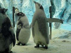 -帝企鹅自助餐厅•儿童岛•真企鹅(长隆企鹅酒店)