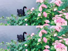 -鹅湖玫瑰文化园