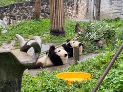 -都江堰中华大熊猫苑