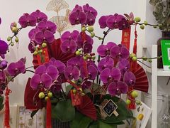 -溪岸路花鸟市场