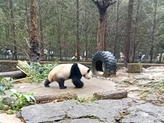-都江堰中华大熊猫苑