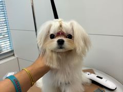 -帕帕拉兹宠物(亚洲旗舰店)