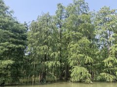 -池杉湖湿地公园