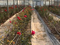 -海上花岛玫瑰园采摘