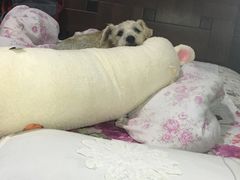 -宠福鑫康馨动物医院·骨科·眼科