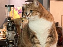 -咖法森林·咖啡  酒吧(天河店)