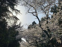 -武汉大学-樱园